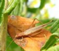 Oecanthus pellucens