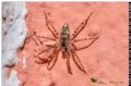 Oecobius navus