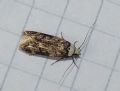 Endrosis sarcitrella