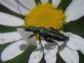 Oedemera nobilis