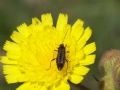 Oedemera barbara