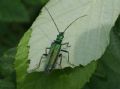 Oedemera nobilis