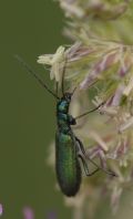 Chrysanthia viridissima