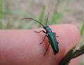 Anogcodes seladonius alpinus
