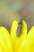 Oedemera crassipes