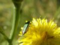 Oedemera nobilis