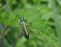 Oedemera nobilis