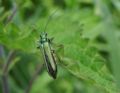 Oedemera nobilis