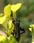 Oedemera flavipes