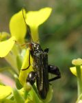 Oedemera flavipes