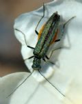 Oedemera lurida