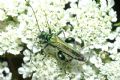 Oedemera nobilis