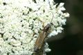 Oedemera flavipes