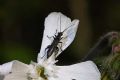 Oedemera atrata