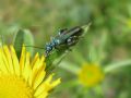 Oedemera nobilis