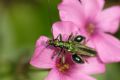 Oedemera nobilis