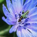 Oedemera nobilis