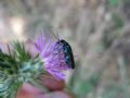 Oedemera nobilis