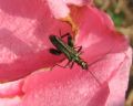 Oedemera flavipes