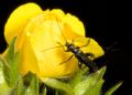 Oedemera atrata