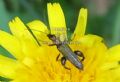 Oedemera flavipes