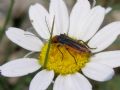 Oedemera melanopyga