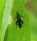 Oedemera nobilis