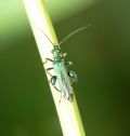 Oedemera nobilis