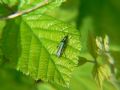 Oedemera nobilis