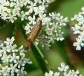 Oedemera podagrariae