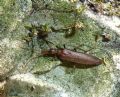 Oedemera femoralis