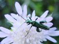 Oedemera nobilis