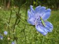 Oedemera nobilis