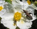 Oedemera flavipes