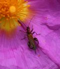 Oedemera flavipes