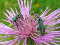 Oedemera nobilis