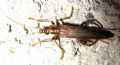 Oedemera femoralis femoralis