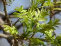 Fraxinus excelsior