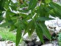 Fraxinus angustifolia subsp. oxycarpa