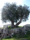 Olea europaea