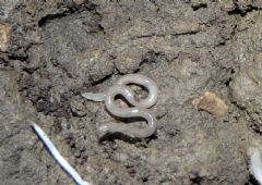 Tubificida