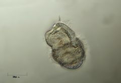 Hymenostomatida