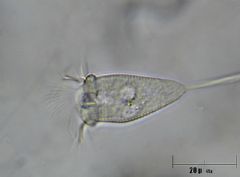 Sessilida