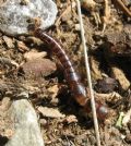 Haploembia solieri