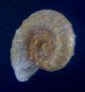 Ammonicera rota