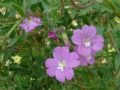 Epilobium hirsutum