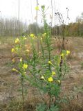 Oenothera biennis