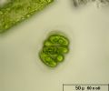 Nephrocytium sp.