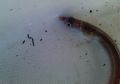 Echelus myrus