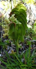 Botrychium lunaria